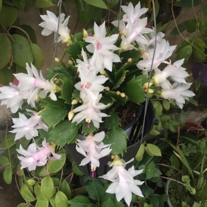 White Christmas Cactus Plants Live in 6 Inch Pot, Vibrant Christmas Cactus Blooms, Perennial Holiday Cactus Plant Flower Succulent Houseplant