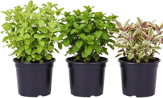 3 Assorted Herbs Plants, Cuban Oregano, Holy Basil, Rosemary, Mint Plant, Other Herbs Live Plant for Gardening, 3 to 5 Inc Tall, No Pot