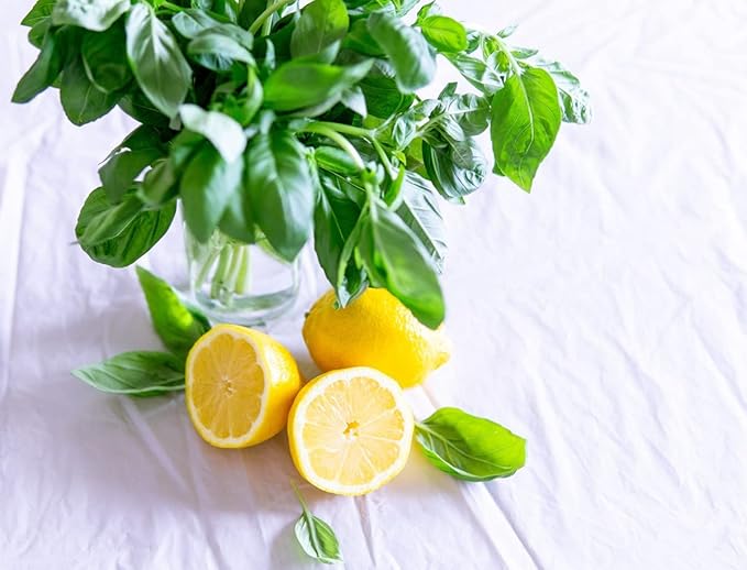 Seeds Indoor Lemon Basil Green Herbs Heirloom for Planting Non GMO 500 Seeds