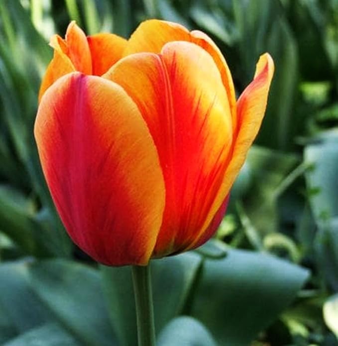 Tulipa Fringed Mixture Tulip Bulbs Size 11/12 for Planting - Plant in Fall, Winter or Early Spring (Apeldoorn's Elite, 15, Count)