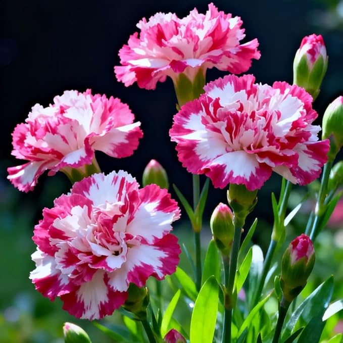 Mixrug Mix Sweet William Dianthus Seeds for Planting, 5000+pcs Rare Perennial Creeping Dianthus barbatus Flower Seeds Non-GMO Heirloom Rare Plants, Open Pollinated Beauty Home Garden for Outdoors