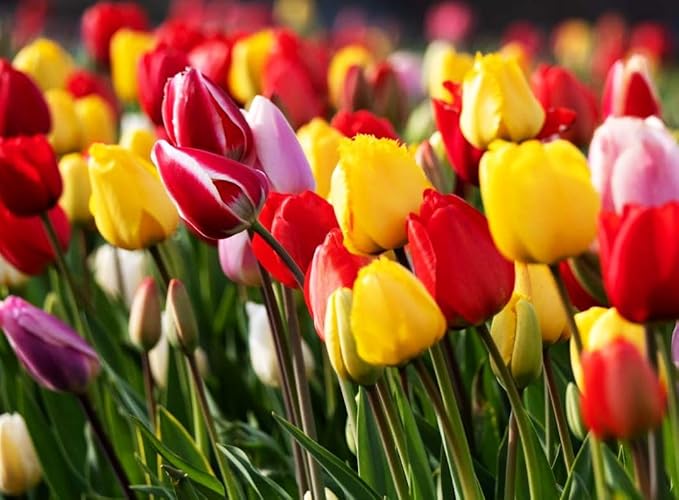 Triumph Tulip Bulbs for Fall Planting Mixed Perennial Hybrids Darwin Changing Colors Emperor Mixture Size 12+ (5, Emperor Mixture)