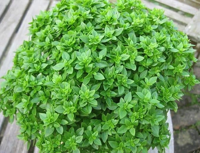 6 Greek Basil Plants for Planting, Sweet Basil Plants Culinary Basil Seedlings Fragrant Herb 3-6 Inch Tall, Ship No Pot