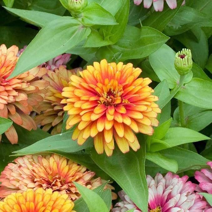 Eden Brothers Zinnia Seeds - Swizzle Mix
