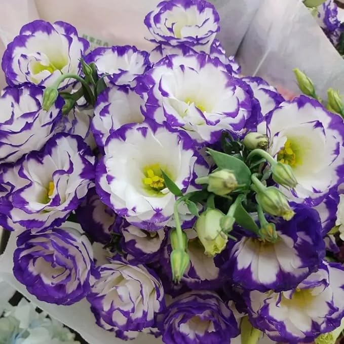 Lisianthus Flower Seeds for Planting - 1000+ Annual Lisianthus Double Flower Seeds
