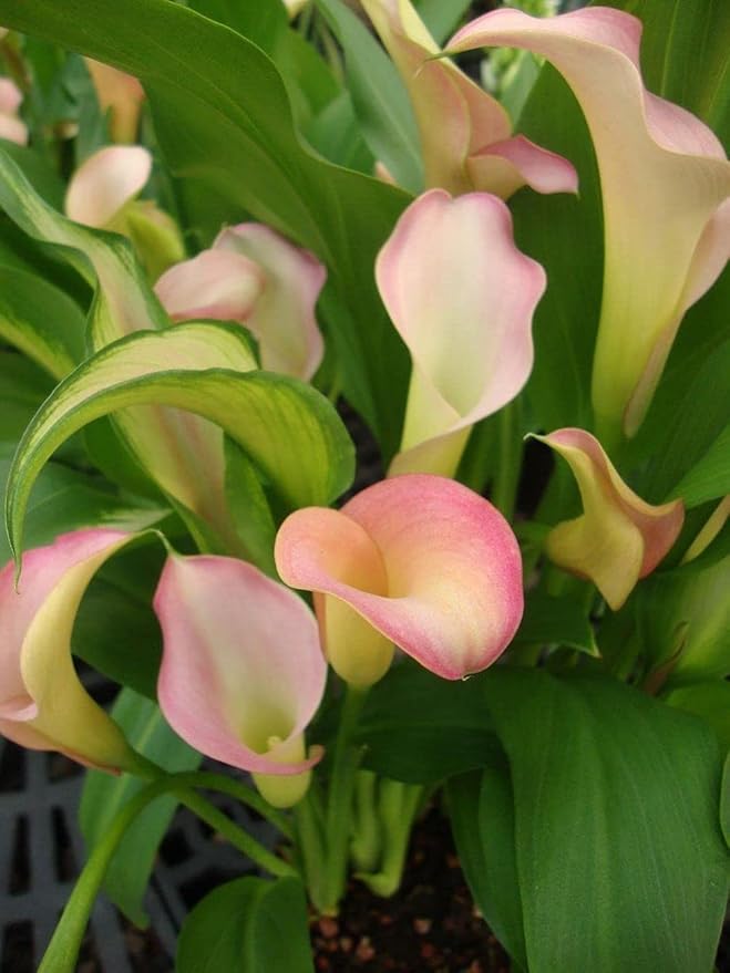 Calla Lily Seeds Beautiful Flowers -100Pcs Seeds