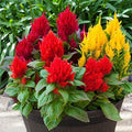 Park Seed Celosia Flower Plant Seeds, Easy to Grow, Perfect for Spring Garden, Bright Sparks Mix, Pack of 50