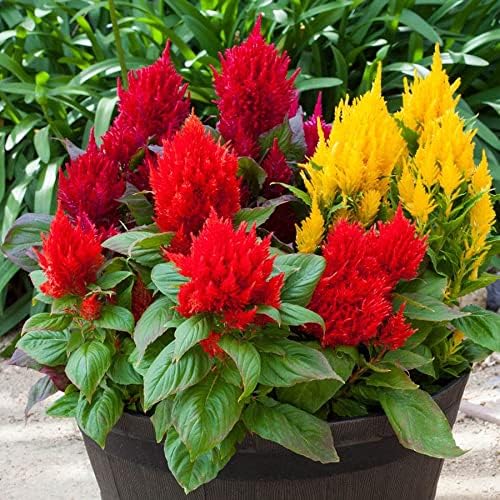 Park Seed Celosia Flower Plant Seeds, Easy to Grow, Perfect for Spring Garden, Bright Sparks Mix, Pack of 50