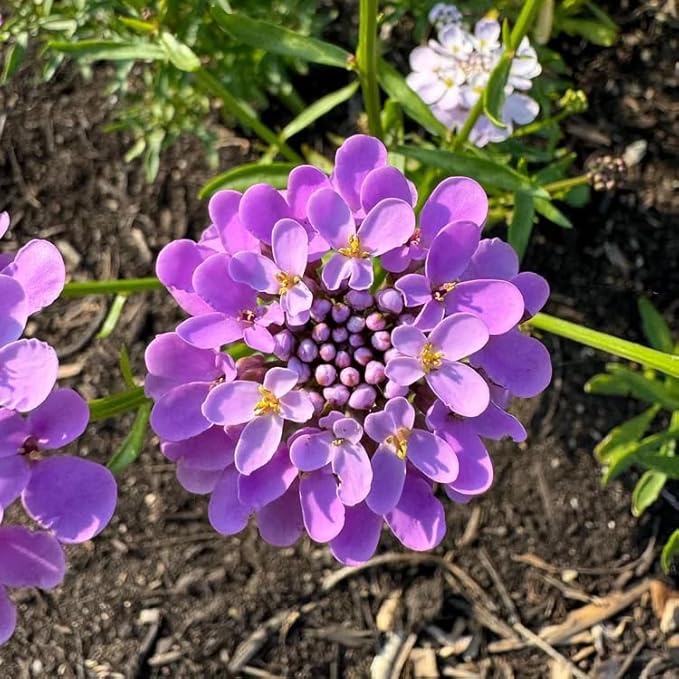 2000+ Mixed Candytuft Flower Seeds - Perennial Plant for Outdoor Planting, Attracts Pollinators, Deer & Rabbit Resistant, Ideal Ground Cover for Garden