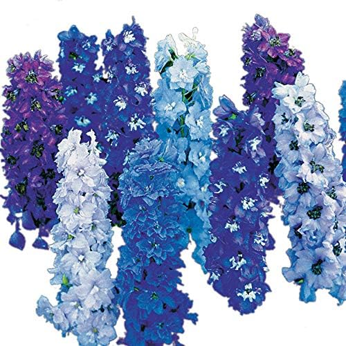 Park Seed Delphinium Plant Seeds, Double Bloom, Easy to Grow, Perfect for Spring Garden, Magic Fountain Mix, Pack of 25