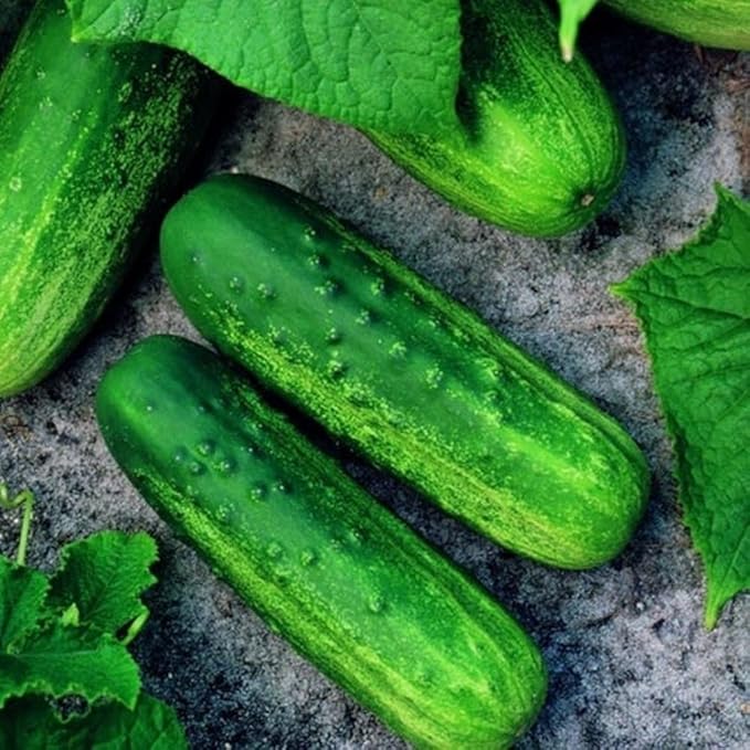 Cucumber Seeds for Planting – 50 Non-GMO Heirloom Garden Seeds, Plant & Grow Pioneer Hybrid Cucumber Seeds Home Outdoor Garden – Great Gardening for Abundant Harvests, 5 Packets, Green