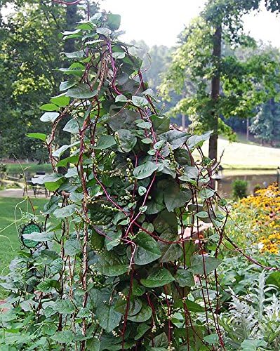 30 Malabar Red Stem Spinach Seeds Herb Heirloom Non-GMO Phooi Leaf, Red Vine, Alugbati, Vietnamese, from USA, Basella rubra