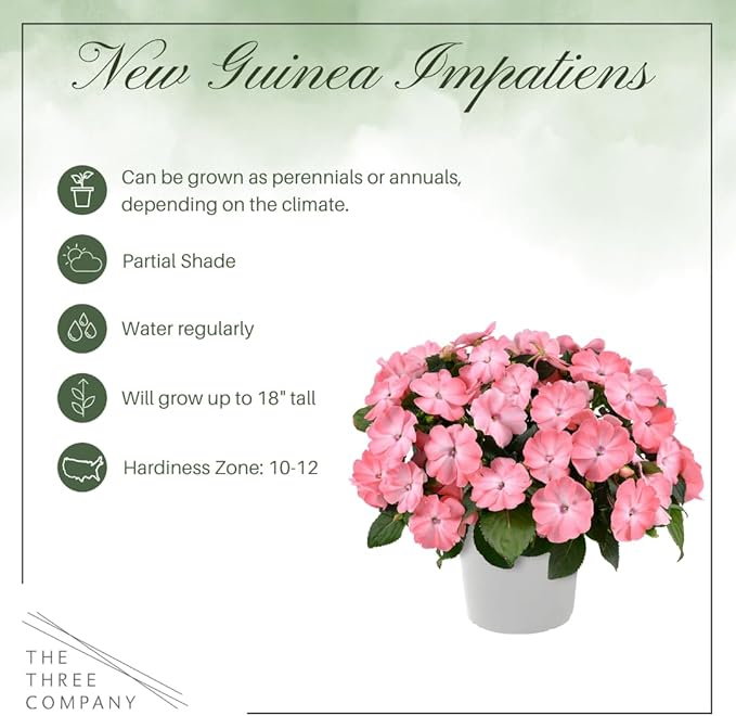 Live Flowering New Guinea Impatiens - Grower's Choice Assorted Colors (3 Plants Per Pack) - Beautiful Shade Flowers - 12" Tall by 5" Wide in 1 Qt Pot