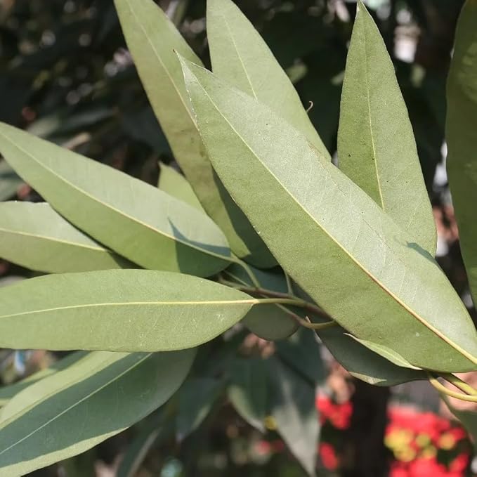 Lemon Eucalyptus (Corymbia citriodora) Live Plant - Fragrant Indoor/Outdoor Plant with Natural Insect Repellent Citronella Oil (4 eucal-Lemon sacs)