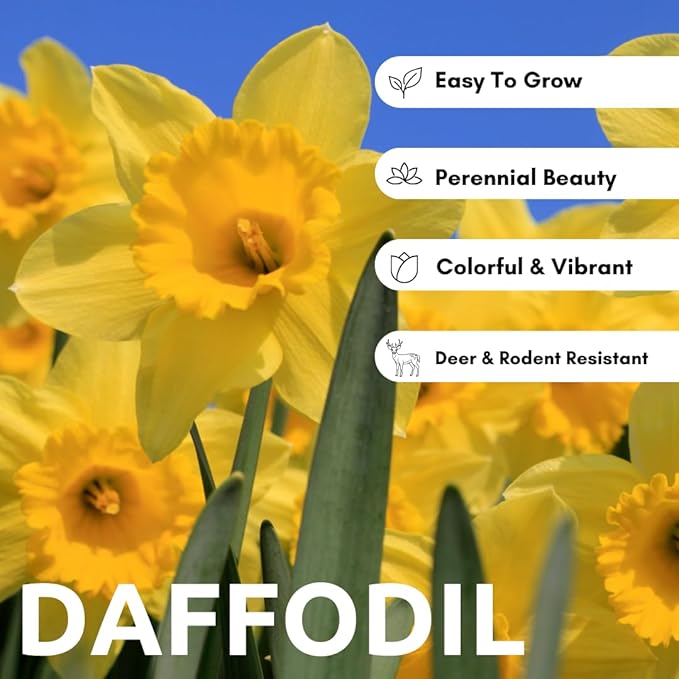 Large Flowering Mix Daffodil Bulbs for Planting, Stunning Perennial Flower Bulbs, Borders, Garden, Landscaping, Bulb Size 12/14 cm, Large Flowering Daffs (25 Bulbs)