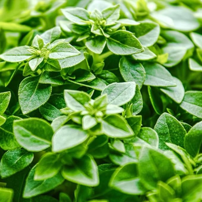6 Greek Basil Plants for Planting, Sweet Basil Plants Culinary Basil Seedlings Fragrant Herb 3-6 Inch Tall, Ship No Pot