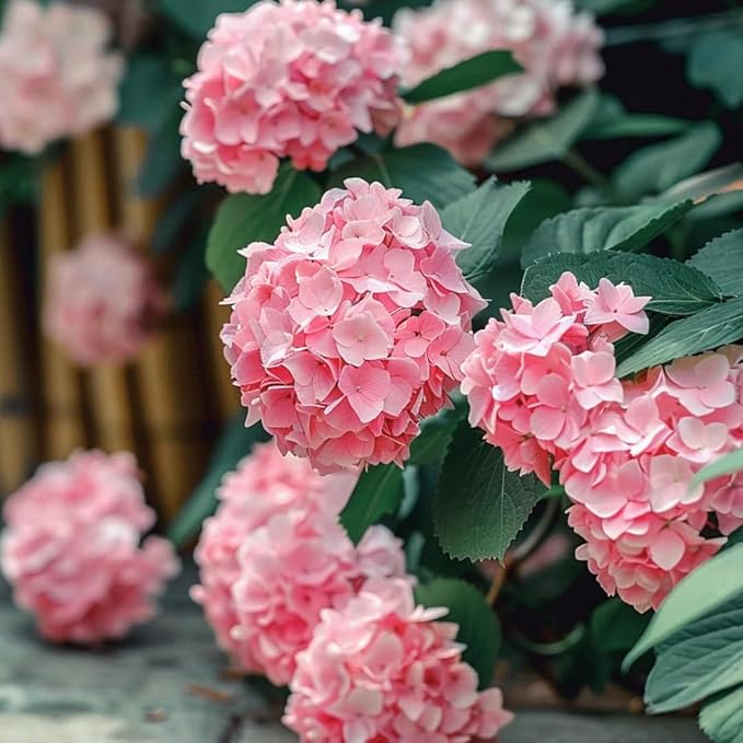 Mixrug Pink Hydrangea Seeds for Planting, 50+pcs Perennial Rare Exotic Ball Hydrangea Flowers Seeds Plants, Non-GMO Heirloom Beauty Home Garden Bloom Flowers in Outdoors