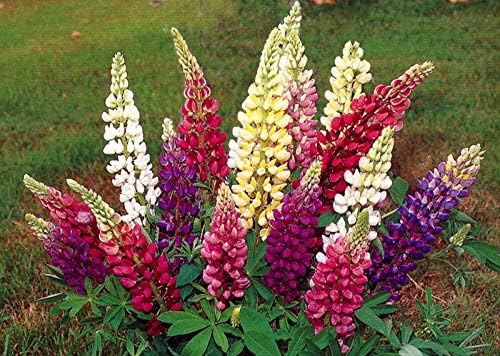 NIKA SEEDS - Seeds Flowers Lupine Giant Mix Perennial - 30 Seeds