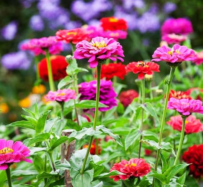 5g pcs Mixed Color Zinnia Seeds for Planting - Heirloom Non-GMO Flower Seeds, Vibrant Flowers for Small Gardens & Balconies Open Pollinated