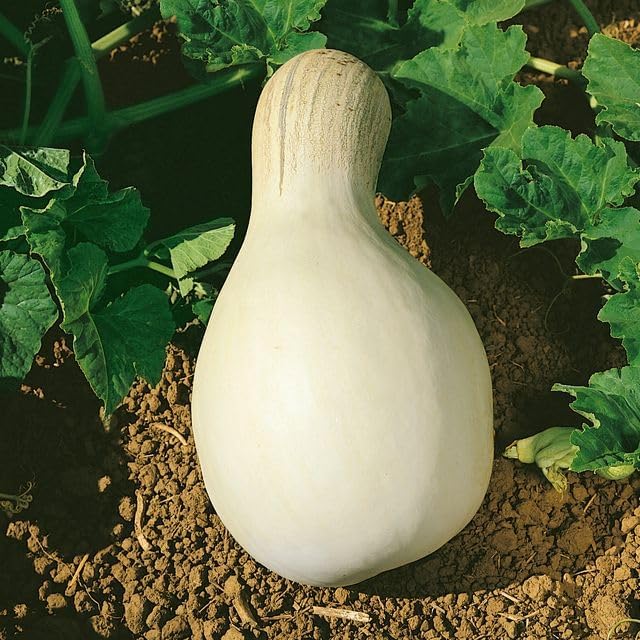 Cushaw White Pumpkin Seeds - 1 Oz ~175 Seeds - Non-GMO, Heirloom - Vegetable Garden - Cucurbita mixta