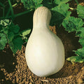 Cushaw White Pumpkin Seeds - 4 g Packet ~20 Seeds - Non-GMO, Heirloom - Vegetable Garden - Cucurbita mixta