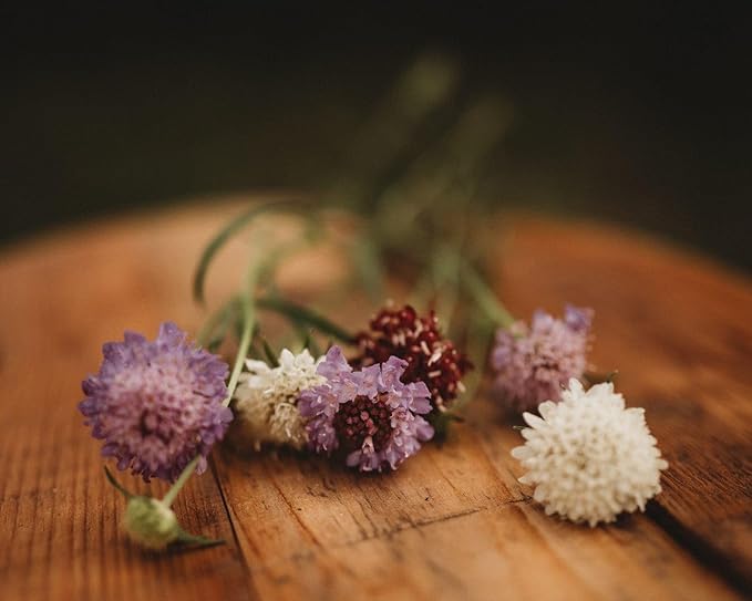 Pincushion Flower Imperial Mix - 250 Seeds - Scabiosa Flowers, Great for Cutting Gardens and Arrangements, Non-GMO Pincushion Flower Seeds for Planting in The Home Garden, Thresh Seed Company