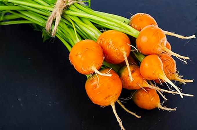 Round Baby Parisian Carrots Seeds A Delicacy Prised by Gourmet Restaurants Delicious Carrot Vegetable Seeds - 1000 Seeds
