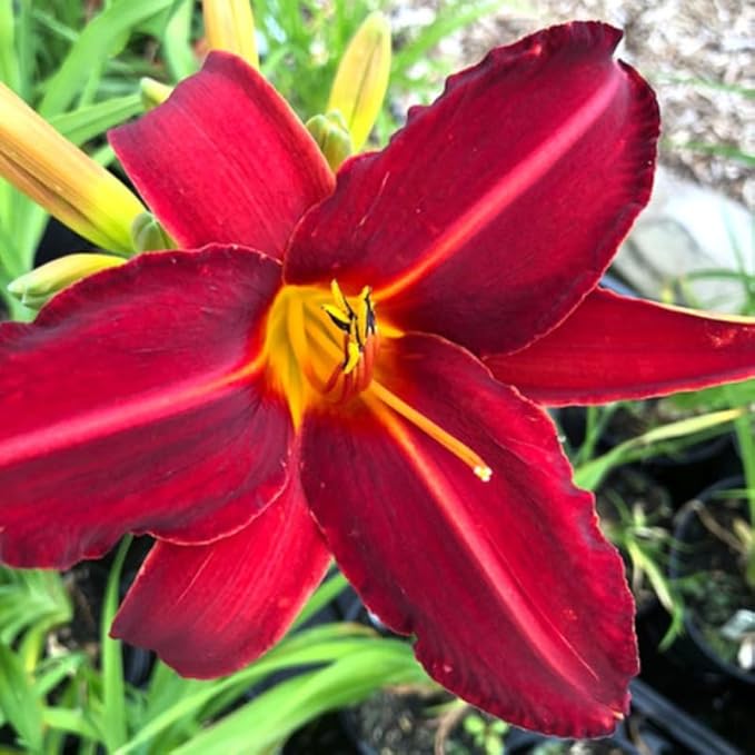 Set 10 Red Daylily Bulbs for Planting, Hardy Perennial Lily Roots for Colorful Summer Blooms