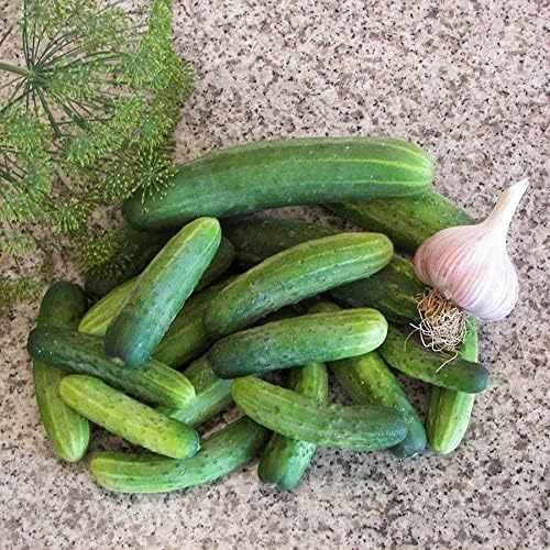 Park Seed Variety of Cucumber Seeds, Planting Cucumbers, Vegetable Seeds, Easy to Grow, Non-GMO, Perfect for Harvesting, Straight Eight Organic, Pack of 30