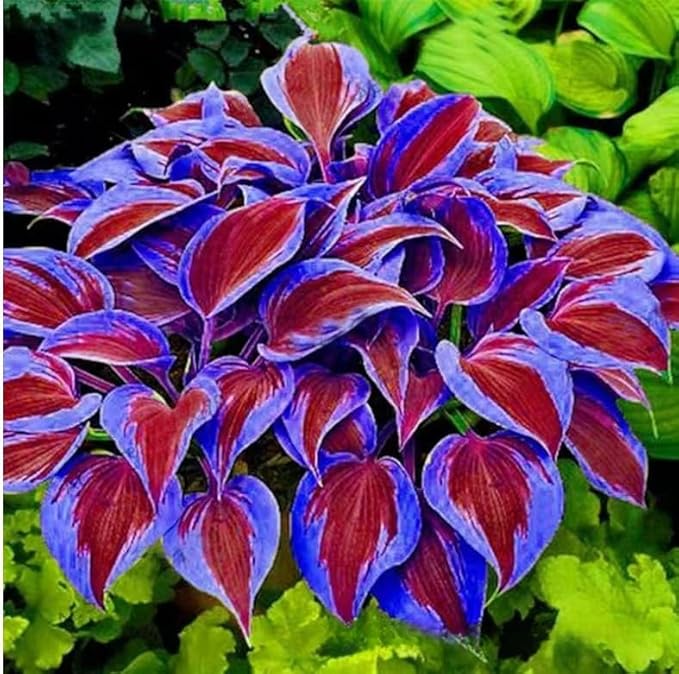 300+ Mixed Color Hosta Seeds – Shade-Tolerant Perennial Plants for Planting, Perfect for Ground Cover, Pots & Cool Shaded Gardens