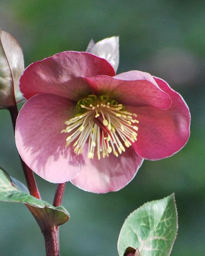 Perennial Farm Helleborus Frostkiss® Penny's Pink No. 1