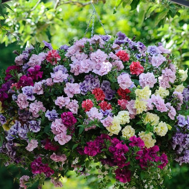 300+ Double Dwarf Petunia Seeds - Mixed Colors, Perfect for Outdoor Gardens, Balcony Hanging Baskets, Containers, Attracts Butterflies & Bees, Heat and Sun Tolerant