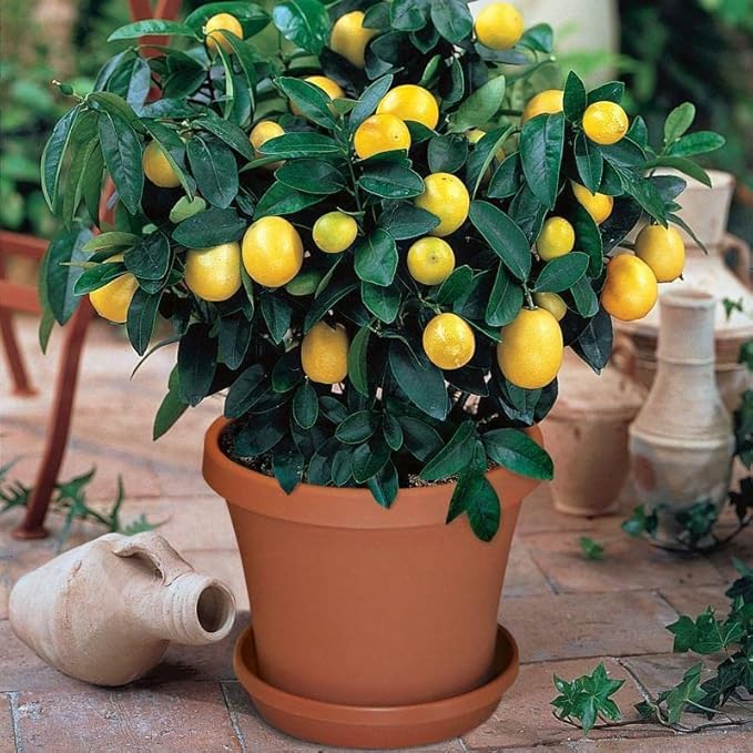 Gardenera's Premium Citron Tree Soil Mix - The Ideal Blend of Nutrients and Aeration for Growing Healthy and Productive Citrus Medica Trees - 5 Quart