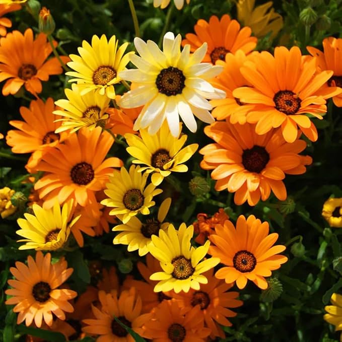 300+ Mixed Daisy Seeds for Planting-Gerber Daisy Seeds,Gerbera Daisy Seed Non-GMO Heirloom Flower for Garden Outdoor