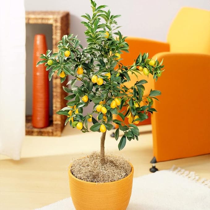 Gardenera's Premium Kumquat Soil Mix - Quick Drain Potting Soil for Growing and Repotting Citrus Japonica - 5 Quart