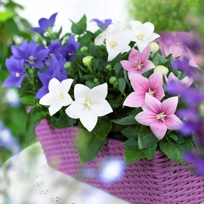Balloonflower Mix Seeds – Perennial Flower (Platycodon grandiflorus) | Unique Balloon-Shaped Buds, Colorful Blooms in Blue, Pink & White