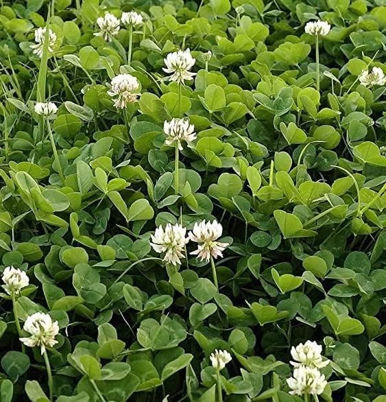 Food Plot Seeds for Planting - Grow Food for Deer, Turkey, Elk, Phesants, Quail and Other Wild Game (Dutch Clover - 8 Oz.)