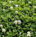 Food Plot Seeds for Planting - Grow Food for Deer, Turkey, Elk, Phesants, Quail and Other Wild Game (Dutch Clover - 8 Oz.)