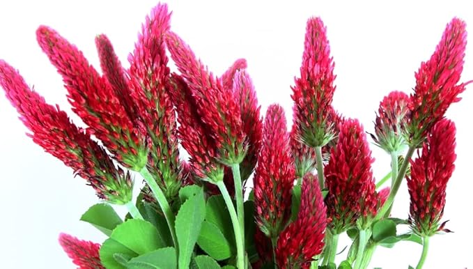 Crimson Clover Seeds for Planting, 1500+ Seeds/Packet, Thick Foliage, Ground Cover & Soil Enhancing-Low Maintenance Flowering Plant, Attracts Pollinators, (Isla's Garden Seeds), Trifolium incarnatum