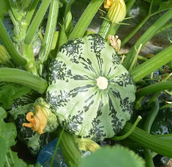 SeedsUP - 30+ Seeds Patty Pan Squash - Vegetable Green