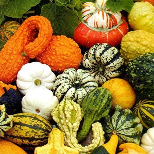 Decorative Pumpkin Seed Mix Ornamental Squash Gourd Mix 10 Non-GMO Seeds for Planting