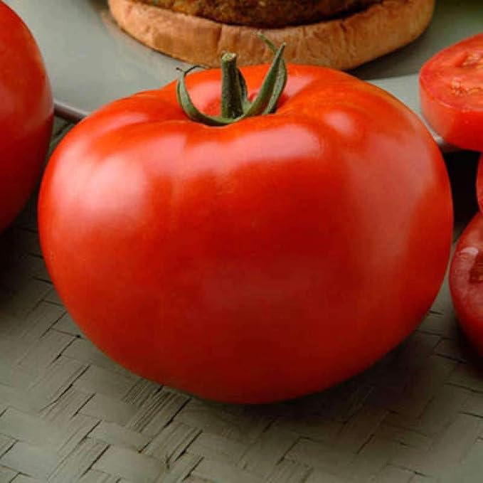 CEMEHA SEEDS - Seeds Red Giant Beefsteak Tomato Indeterminate Non GMO Vegetable for Planting
