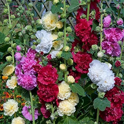 NIKA SEEDS - Seeds Flowers Hollyhock Double Mix Perennial - 50 Seeds
