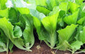 500 Asian Mustard Seeds Green GAI Choy Heirloom Vegetable Seeds