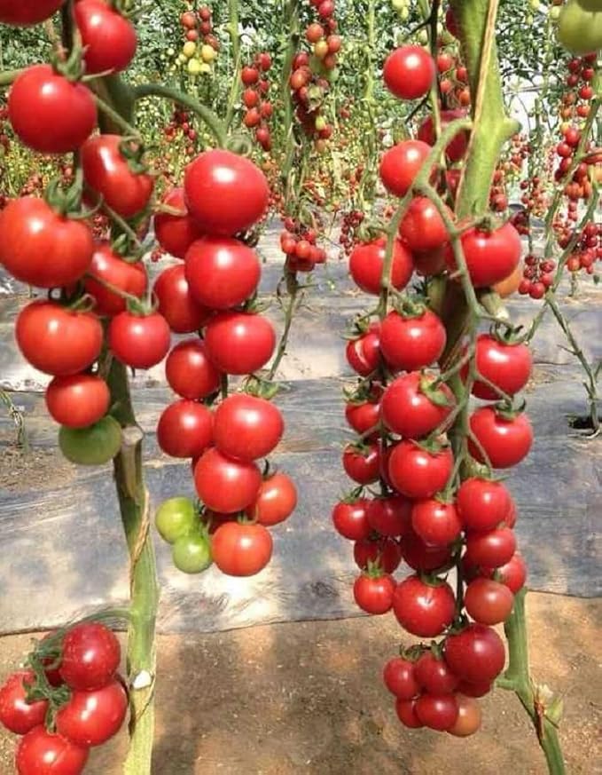 SeedsUP - 50+ Seeds Vine Tomato - Vegetable Red