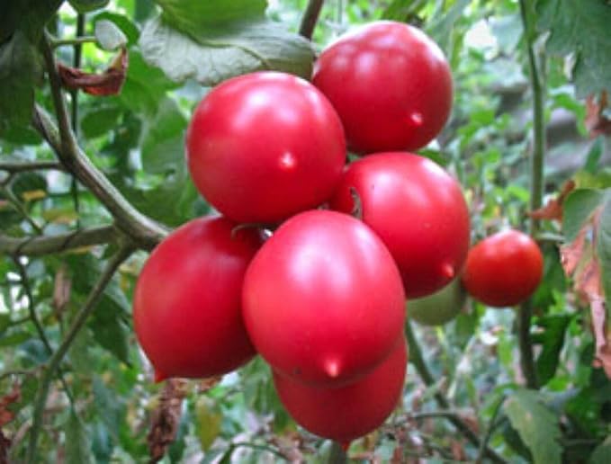 NIKA SEEDS - Seeds Vegetable Pink De Barao Tomato - 30 Seeds