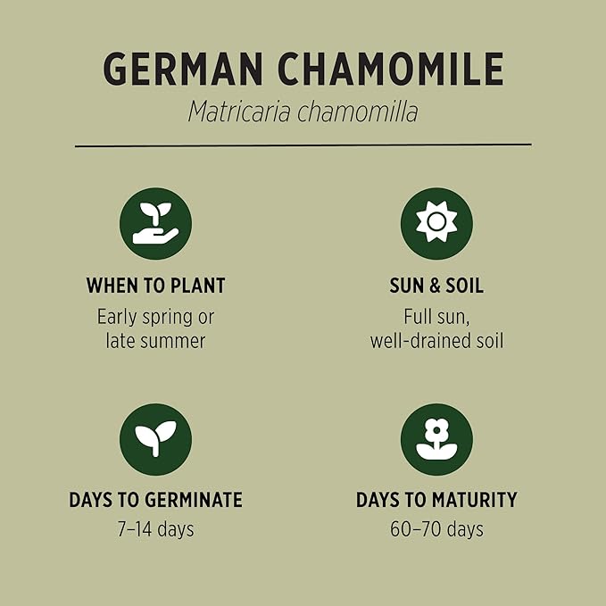 Banyan Botanicals Organic German Chamomile Seeds – Matricaria chamomilla – Grow Your Own Chamomile for Tea – 100 Count – Open Pollinated Non-GMO Easy-to-Grow Seeds
