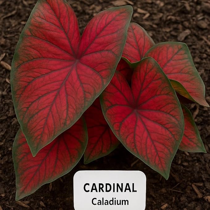 Florida Cardinal Caladium Bulbs for Planting - Perennial Fancy Heart-Shaped Leaves, Vibrant Red and Green Foliage for Shade Gardens, Containers, and Indoor Displays (5 Bulbs)