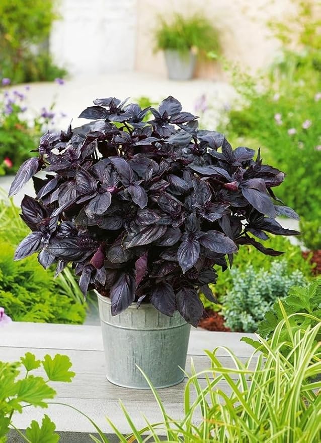 Seeds4planting - Seeds Opal Basil Purple Indoor Herb Non GMO Heirloom for Planting