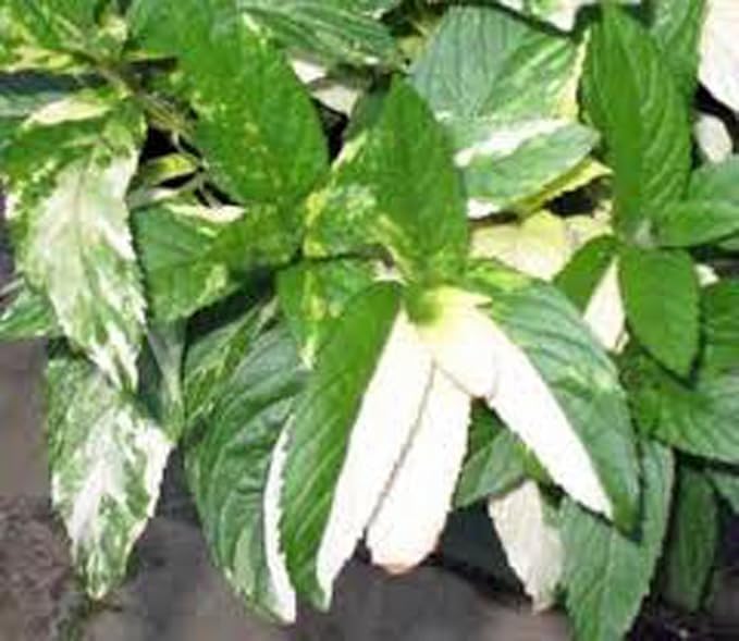 Peppermint, HERB Seeds Heirloom, Non GMO 100 Peppermint Seeds, Delicious